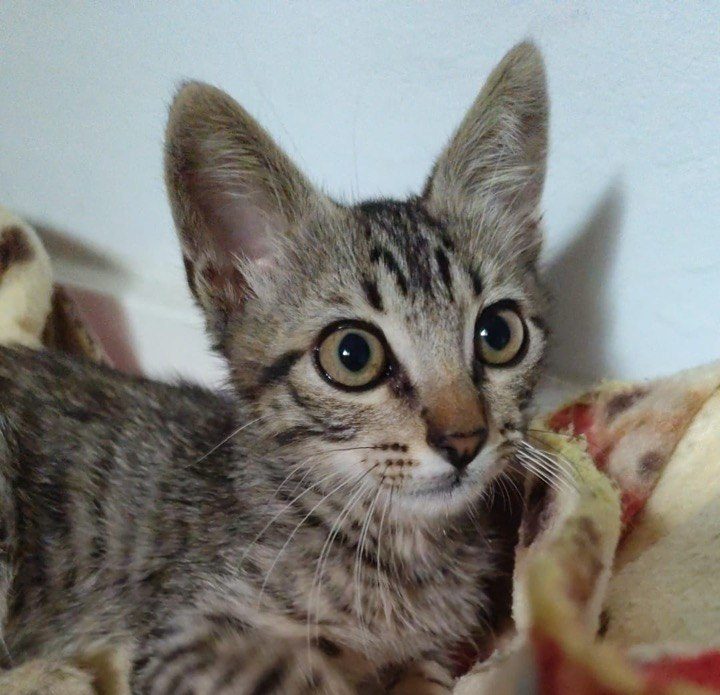 Gato 2