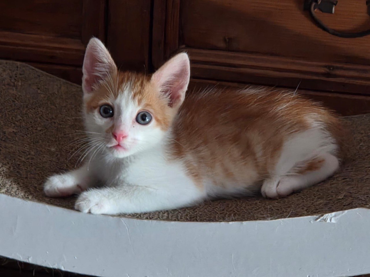 Gato 1